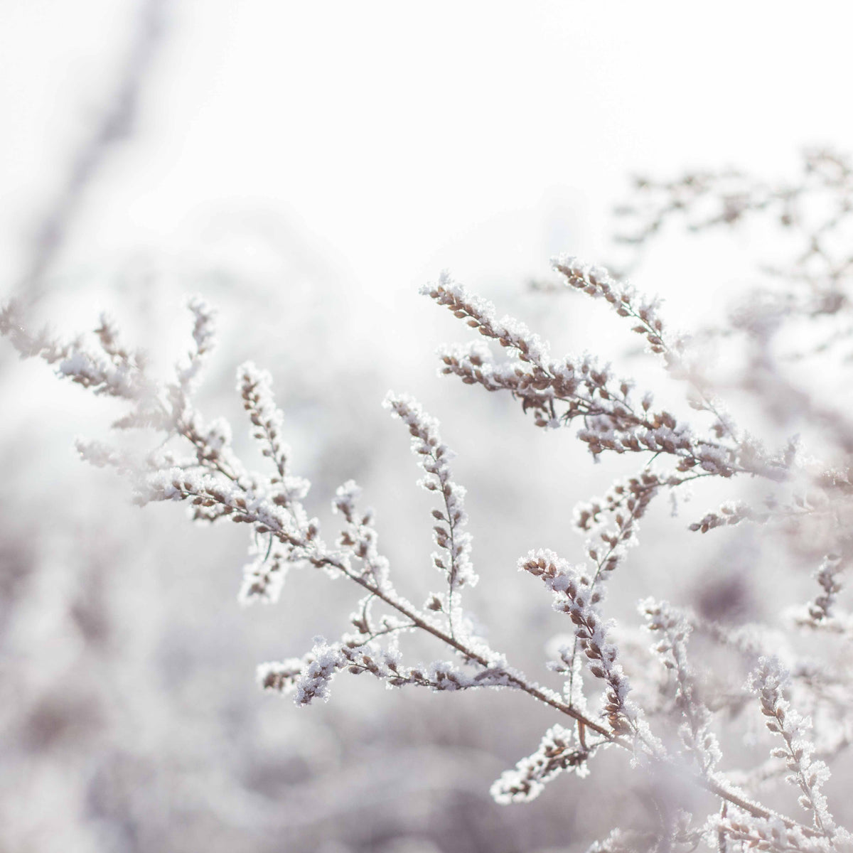 Radiant Winter Skin